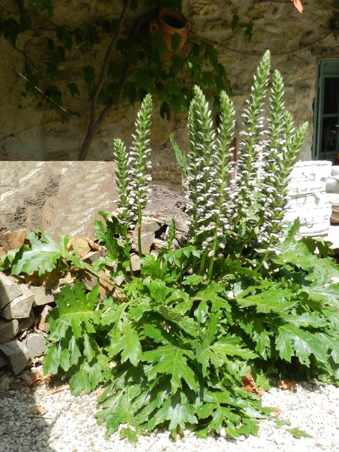 Les Acanthes Lauris Bagian luar foto